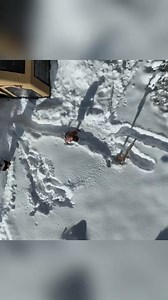 2.7K views · 30 reactions | Snow camp with 3-room tent in winter forest. Part 2 #bushcraft #builder #camp #camping #survival #shelter #outdoors #outdoor #viral #fyp #foryou | Survival Life | Facebook