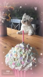 Piper loves birthday cakes! She adored this cupcake cake I made her for her first birthday with us and she loves candles too ❤️ #funnydogsofinstagram #thepiperchronicles #westhighlandterrier #westies #lovemydog #westhighlandterriers #westiesofinstagram #funnydogs #westhighlandwhiteterrier | The Piper Chronicles