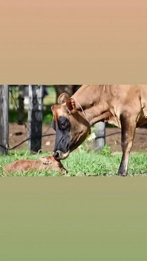 I always said that The Jersey cow is the most profitable cow for...