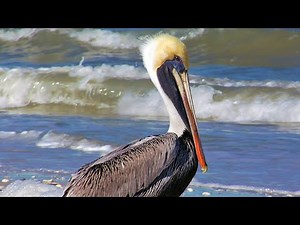 Our Feathered Beach Friends