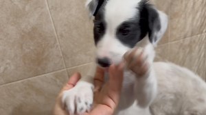 2.4K views · 206 reactions | Bandito, Marty, Sugar Bear, Gus, Jerry...