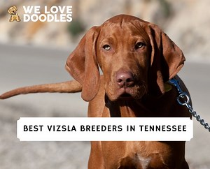 8 Best Vizsla Breeders in Tennessee! - We Love Doodles
