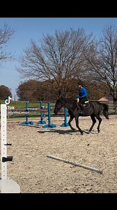 Blessed for sure! We worked naked yesterday, no neck rope. Vlad even got lead changes to the outside off the quarter line 💪 We are in route to Equine Affaire, Inc. (Official). #letsdothis #livingthedream #horses #dreambig #fyp #bridleless #unbridledwings #nobridle #lifeisgreat #inspire #unicorn #showjumper #bridlelessjumping #teamcounty #freedom County Saddlery - Maryland and Delaware | Unbridled Wings