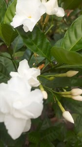 Beautiful Gardenias #gardenias #Flowers #nature #viral #trending | Blooming Nature Tales