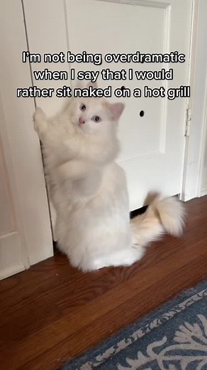 It gets old fast. Love answering your questions, though, fr. #cloningisreal #catsoftiktok #cats #petsoftiktok #cloning #pets #clone #catlover #animals #ragdoll #kitten #ragdolltiktok #clonekitty