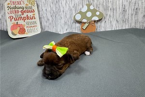 Carmen - Havapoo Puppy AD6592