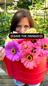 This is how we roll: CaliKim and Captain Jack’s NeemMax (by Bonide) stops powdery mildew in its tracks and saves the zinnias! Powdery mildew is a fungal disease that often starts during high humidity or when leaves get wet and and don’t dry off. It starts with what looks like spots of talc powder on the leaves, but can quickly spread to overtake the leaves, stems, flowers, and other nearby plants, eventually killing them. Stopping powdery mildew EARLY before it gets out of control is KEY to savi