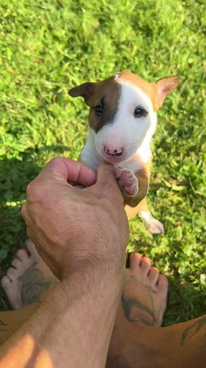 Miniature Bull Terrier Puppies - Available Now!