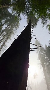 Beautiful send. #mitchzenobitrees #logging #logger #lumberjack #timberfaller | Mitch Zenobi