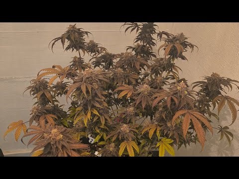 Critical Kush **Full Harvest**