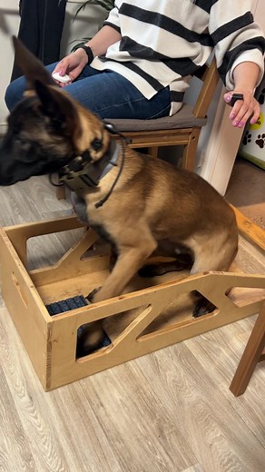 Gentle Dog Training Techniques Using Electronic Collars