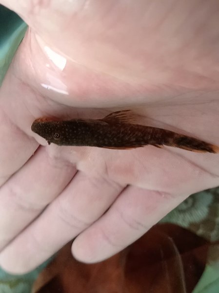 Les muestro mis ancistrus y una pequeña ficha sobre sus características y cuidados. * ancistrus albino * ancistrus super red * ancistrus brown red son muy curiosos y bonitos. #ancistrus #ancistrussuperred #acuario #naturaleza #beautifull #acuariofilia🐟🐠 #fish #peces