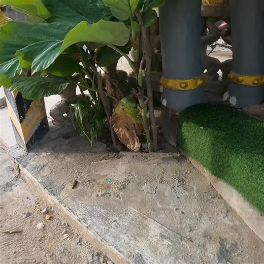 15K views · 562 reactions | I happy to feed them | The Gohan And Cats | Facebook