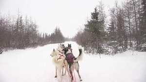 Mush! | Frontiers North Adventures