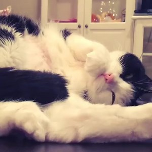 7.7K views · 603 reactions | Sleepy kitty. #manniemeow | K Werner Design | Facebook