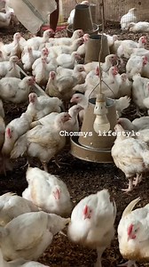Uniformity of your birds is one of the priorities in broilers business and it will start from day 1. Give them quality feed 24 hours a day. Put enough feeders and drinkers. Make sure you have 24 hours supply of water. Use preventive measures in your treatment. Vaccinate your birds! | Chommys Lifestyle