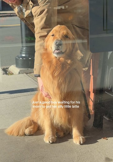 Golden Retriever Patiently Waits for His Mom's Latte