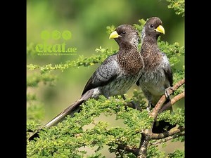 EASTERN PLANTAIN-EATER