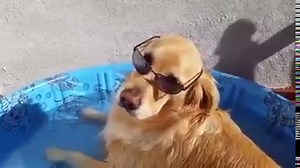 8.3K views · 1.3K reactions | Summer dog Please Like & Share with...
