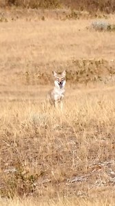 The Outlaw putting out some serious volume to bring in this coyote! #ICOtec #Hunting #coyotehunting 🎥: Coyote Down on YouTube | ICOtec