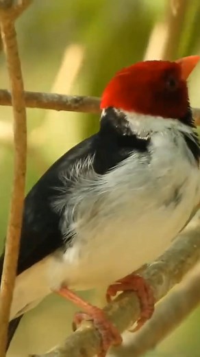 Yellow-billed Cardinal #YellowBilledCardinal #BirdWatching #NatureLovers #BirdLovers #wildlife | Facetory