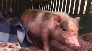 66 reactions · 11 comments | It was bath night for roomies Hope and...