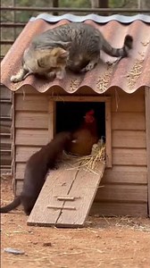Cat protects mother hen and chicks from wild animal #short #cat
