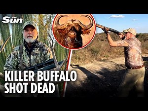 Buffalo that fatally GORED millionaire American trophy hunter is shot and killed