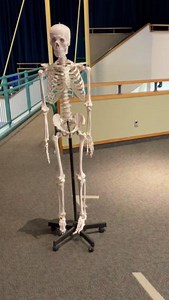 1.8K views | Fun fact: newborns have more bones than adults! Why? Watch to discover how the human skeleton transforms over time. #FunFacts #HumanBody #ScienceExplained | Science North & Dynamic Earth | Facebook