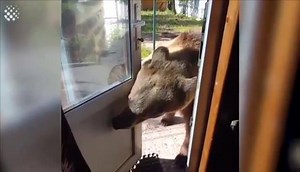 50/50 risk: getting eaten alive or good video for social media. | Raw and savage.