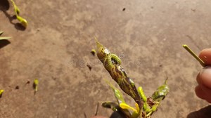 Pod Borer Attack on Pigeon Pea Pod. Stock Video - Video of pantropical, mung: 352290781