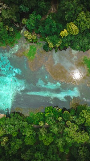 The highlight of our visit to Ocala was the incredible natural springs in the region! Here are 3 of our faves! 1. Silver Springs - best for glass bottom boat tour that allows you to see the springs, the fish and other creatures without diving in! 2. Silver Glen Springs - great swimming spot and fun day out if you have your own boat! But make sure to reserve your spot in advance! 3. Rainbow Springs - rent or bring your own kayak, SUP or tube, or join a clear kayak tour for a unique paddling exper