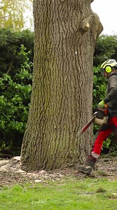 40K views · 479 reactions | Ash fell in the Deep Forest/Scafell Lite combo. (Tree removed due to Ganoderma). #arbortec #treework #treefelling #arborist | Arbortec Forestwear | Facebook