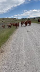 Rick Dancer on Reels