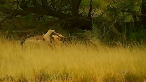 6.9K views · 59 reactions | Bagh Dushkhel on Reels | Facebook