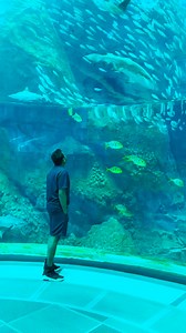 සයුරේ ජීවිත නැව පෙරලී මුතු සොයනා අය කොහෙදෝ පන නල පාගා... | Chanux Bro