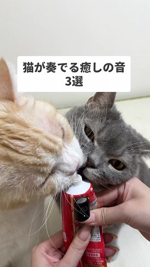 猫ASMRに最適｜Hollyland LARK A1で高音質収録する方法