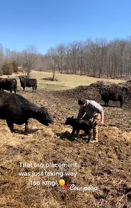 1.1K views · 18 reactions | Poopy baby! ☺️ #fyp #calves #cattlefarm #mommacow #foryou #OscarsAtHome #SmellLikeIrishSpring #calvingseason | Haydn House | Facebook