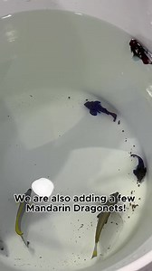 Adding some newbies in the reef. | Boca Aquarium