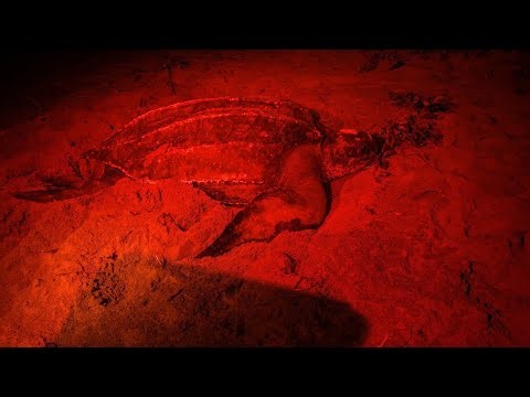 1,000-pound leatherback sea turtle spotted nesting on Juno Beach