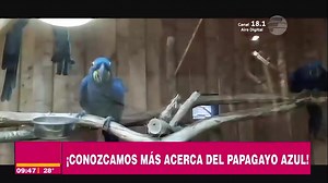 💙¡Papagayo azul! 💙 📌Habita en la selvas de buena parte del Brasil, su especie es de mayor tamaño en el mundo 🌎 🫣 #ViveLaVidaPy 💛#RevolucionandoJuntos ✨️ | Vive la Vida