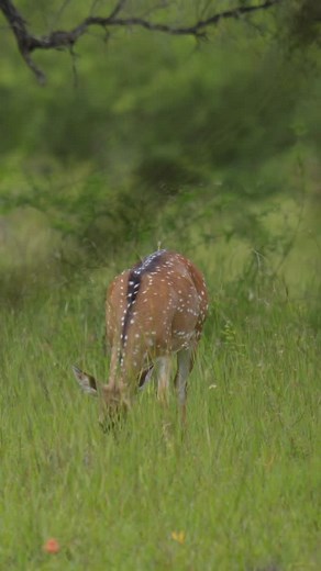 Unphased, alert, then unphased. Welcome to hunting chital deer! | Spotted Safaris