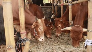 Indonesian Traditional Cattle Farming Beef Cattle Stock Footage Video (100% Royalty-free) 1104664475 | Shutterstock