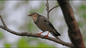 Adult Red-billed Starling Perched On Tree Stock Footage Video (100% Royalty-free) 4002884037 | Shutterstock