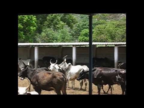 mating frenzy in Konkrej cows with ongole bull.avi