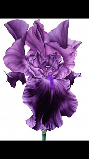 Irises will be out again soon - can't wait!! 🖌️💜 #watercolortutorials #watercolour #iris #irisart #iriswatercolor #iloveflowers #beautifulart #beautifulflower #paintedgarden #creativelifehappylife #art_we_inspire . . . . . #watercolorbotanicals #watercolorsketch #watercolordrawing #watercolors #watercolor_gallery #watercolor_tutorials #botanicalillustration #paintingtutorial #botanical #creativeinspiration #painting #paintinginspiration #watercolouroftheday | Marie Burke Art