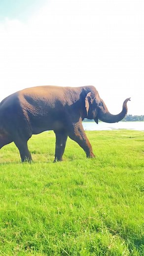 Wanakkam 😎🐘 @@#kaudullaminneriyafriendlyjeepsafari #menulajeepsafari Book 0743192336 Kaudulla National Park Minneriya National Park Hurulu Eco Park 🍂 Enjoy a wild Safari in Sri Lanka 🦚 🚘About Kaudulla & Minneriya Friendly Jeep Safari We're not just a tour - we're a passion project from the heart. > "Our vision is to create a life-changing experience through Sri Lankan wildlife, culture, hospitality, and the happy vibes of this paradise island. We do it with love and pride." Let us give you