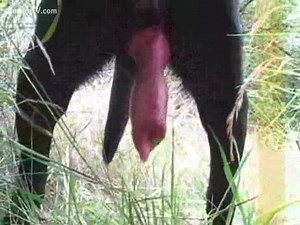 Guy proudly shows off his dogs enormous swollen cock