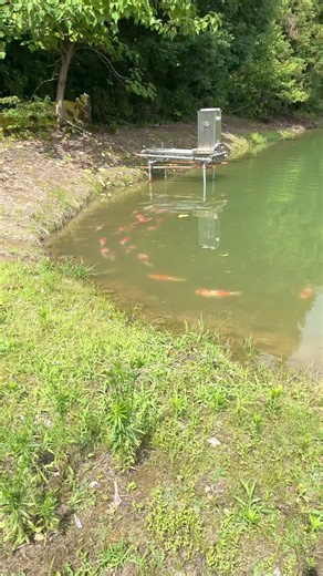 300K views · 2.4K reactions | Incredible Japanese Koi Fish in Nature Mud Pond  #koi #koifish #pondlife #fishing #japanesekoi | Yvo - The Koi Partner | Facebook