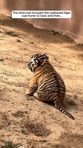 The kind man brought the orphaned tiger cub home to raise and then... | Helka Guimarães
